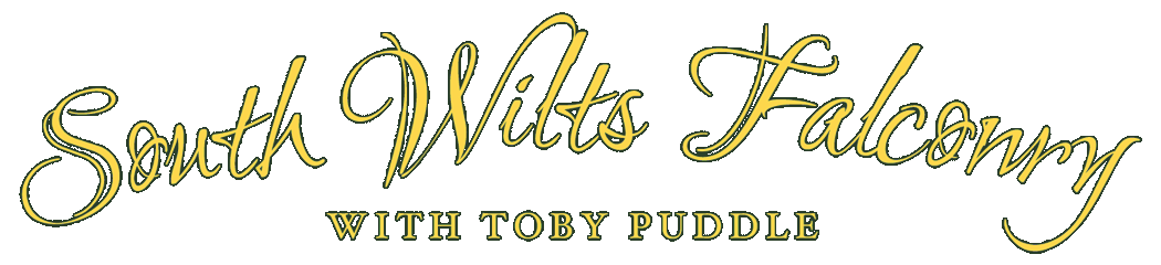 South Wilts Falconry - Toby Puddle